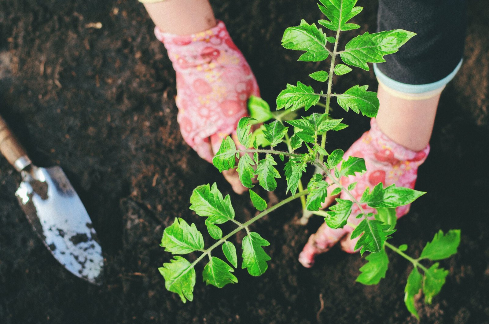 How to Get Rid of Weeds Without Chemicals